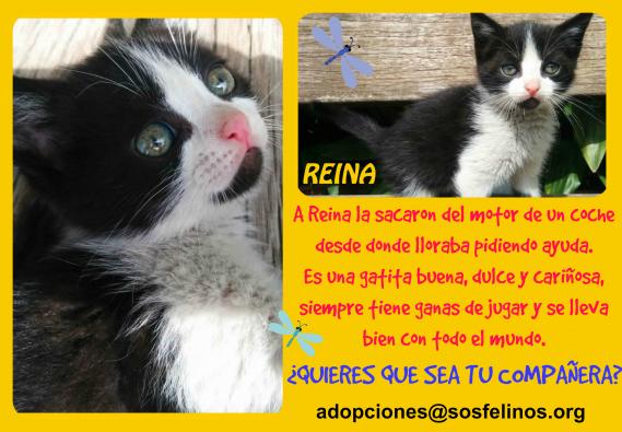 Maxcotea | Foto de Reina - Gato, Raza: Gato común europeo | Reina en adopción | Maxcotea, Adopción de mascotas. Adopción de perros. Adopción de gatos.