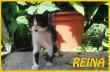 Maxcotea | Foto de Reina - Gato, Raza: Gato común europeo | Reina en adopción | Maxcotea, Adopción de mascotas. Adopción de perros. Adopción de gatos.
