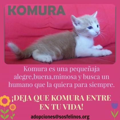 Maxcotea | Foto de Komura - Gato, Raza: Gato común europeo | Komura en adopción | Maxcotea, Adopción de mascotas. Adopción de perros. Adopción de gatos.