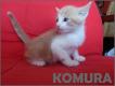 Maxcotea | Foto de Komura - Gato, Raza: Gato común europeo | Komura en adopción | Maxcotea, Adopción de mascotas. Adopción de perros. Adopción de gatos.