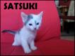 Maxcotea | Foto de Satsuki - Gato, Raza: Abisinio
 | Satsuki en adopción | Maxcotea, Adopción de mascotas. Adopción de perros. Adopción de gatos.