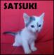 Maxcotea | Foto de Satsuki - Gato, Raza: Abisinio
 | Satsuki en adopción | Maxcotea, Adopción de mascotas. Adopción de perros. Adopción de gatos.