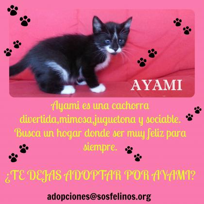 Maxcotea | Foto de Ayami - Gato, Raza: Gato común europeo | Ayami en adopción | Maxcotea, Adopción de mascotas. Adopción de perros. Adopción de gatos.