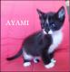 Maxcotea | Foto de Ayami - Gato, Raza: Gato común europeo | Ayami en adopción | Maxcotea, Adopción de mascotas. Adopción de perros. Adopción de gatos.