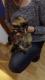 Maxcotea | Foto de CLEO  - Gato, Raza: Abisinio
 | Cleo en Adopción | Maxcotea, Adopción de mascotas. Adopción de perros. Adopción de gatos.