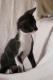 Maxcotea | Foto de Nuca - Gato, Raza: Abisinio
 | Album de fotos de Nuca | Maxcotea, Adopción de mascotas. Adopción de perros. Adopción de gatos.