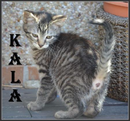 Maxcotea | Foto de Kala - Gato, Raza: Gato común europeo | Maxcotea, Adopción de mascotas. Adopción de perros. Adopción de gatos.