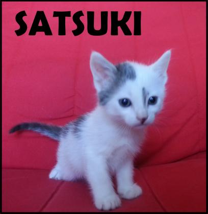 Maxcotea | Foto de Satsuki - Gato, Raza: Abisinio
 | Maxcotea, Adopción de mascotas. Adopción de perros. Adopción de gatos.