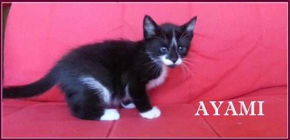 Maxcotea | Foto de Ayami - Gato, Raza: Gato común europeo | Maxcotea, Adopción de mascotas. Adopción de perros. Adopción de gatos.