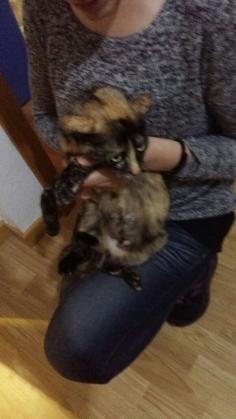 Maxcotea | Foto de CLEO  - Gato, Raza: Abisinio
 | Maxcotea, Adopción de mascotas. Adopción de perros. Adopción de gatos.