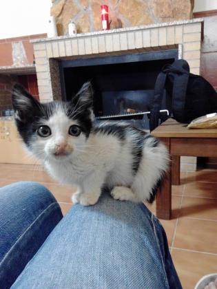 Maxcotea | Foto de Manson - Gato, Raza: Gato común europeo | Maxcotea, Adopción de mascotas. Adopción de perros. Adopción de gatos.