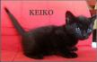 Maxcotea | Foto de Keiko - Gato, Raza: Gato común europeo | KEIKO EN ADOPCIÓN | Maxcotea, Adopción de mascotas. Adopción de perros. Adopción de gatos.