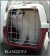 Maxcotea | Foto de Blanquita - Gato, Raza: Gato común europeo | Blanquita en adopción | Maxcotea, Adopción de mascotas. Adopción de perros. Adopción de gatos.
