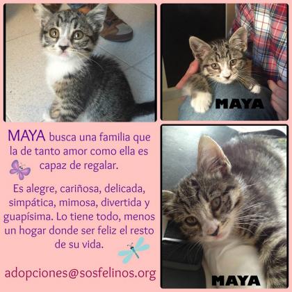 Maxcotea | Foto de Maya - Gato, Raza: Gato común europeo | Maya en adopción | Maxcotea, Adopción de mascotas. Adopción de perros. Adopción de gatos.