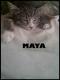 Maxcotea | Foto de Maya - Gato, Raza: Gato común europeo | Maya en adopción | Maxcotea, Adopción de mascotas. Adopción de perros. Adopción de gatos.