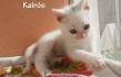 Maxcotea | Foto de Kairós - Gato, Raza: Gato común europeo | Kairós en adopción | Maxcotea, Adopción de mascotas. Adopción de perros. Adopción de gatos.