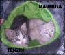 Maxcotea | Foto de Marmusa - Gato, Raza: Gato común europeo | Marmusa en adopción | Maxcotea, Adopción de mascotas. Adopción de perros. Adopción de gatos.