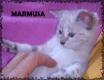 Maxcotea | Foto de Marmusa - Gato, Raza: Gato común europeo | Marmusa en adopción | Maxcotea, Adopción de mascotas. Adopción de perros. Adopción de gatos.