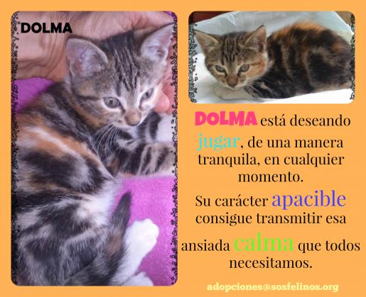 Maxcotea | Foto de Dolma - Gato, Raza: Gato común europeo | Dolma en adopción | Maxcotea, Adopción de mascotas. Adopción de perros. Adopción de gatos.