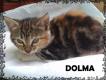 Maxcotea | Foto de Dolma - Gato, Raza: Gato común europeo | Dolma en adopción | Maxcotea, Adopción de mascotas. Adopción de perros. Adopción de gatos.