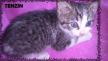 Maxcotea | Foto de Tenzín - Gato, Raza: Gato común europeo | tenzín en adopción | Maxcotea, Adopción de mascotas. Adopción de perros. Adopción de gatos.
