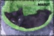 Maxcotea | Foto de Marut - Gato, Raza: Gato común europeo | MARUT EN ADOPCIÓN | Maxcotea, Adopción de mascotas. Adopción de perros. Adopción de gatos.