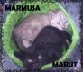 Maxcotea | Foto de Marut - Gato, Raza: Gato común europeo | MARUT EN ADOPCIÓN | Maxcotea, Adopción de mascotas. Adopción de perros. Adopción de gatos.