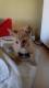 Maxcotea | Foto de GARFIELD - Gato, Raza: Abisinio
 | GARFIELD | Maxcotea, Adopción de mascotas. Adopción de perros. Adopción de gatos.
