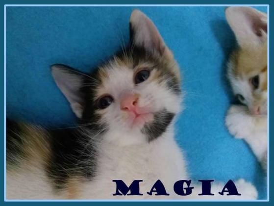 Maxcotea | Foto de Magia - Gato, Raza: Gato común europeo | Maxcotea, Adopción de mascotas. Adopción de perros. Adopción de gatos.
