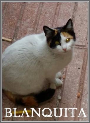 Maxcotea | Foto de Blanquita - Gato, Raza: Gato común europeo | Maxcotea, Adopción de mascotas. Adopción de perros. Adopción de gatos.