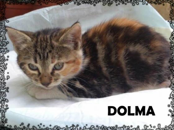 Maxcotea | Foto de Dolma - Gato, Raza: Gato común europeo | Maxcotea, Adopción de mascotas. Adopción de perros. Adopción de gatos.