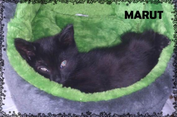 Maxcotea | Foto de Marut - Gato, Raza: Gato común europeo | Maxcotea, Adopción de mascotas. Adopción de perros. Adopción de gatos.