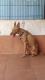 Maxcotea | Foto de Baxter - Perro, Raza: Podenco Ibicenco
 | Baxter más recuperado | Maxcotea, Adopción de mascotas. Adopción de perros. Adopción de gatos.