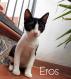 Maxcotea | Foto de Eros - Gato, Raza: Otro | Eros.  | Maxcotea, Adopción de mascotas. Adopción de perros. Adopción de gatos.