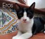Maxcotea | Foto de Eros - Gato, Raza: Otro | Eros.  | Maxcotea, Adopción de mascotas. Adopción de perros. Adopción de gatos.