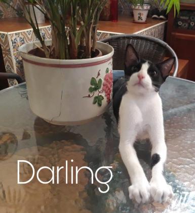 Maxcotea | Foto de Darling - Gato, Raza: Otro | Darling | Maxcotea, Adopción de mascotas. Adopción de perros. Adopción de gatos.