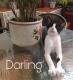 Maxcotea | Foto de Darling - Gato, Raza: Otro | Darling | Maxcotea, Adopción de mascotas. Adopción de perros. Adopción de gatos.