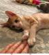 Maxcotea | Foto de Gaby - Gato, Raza: Abisinio
 | Gaby.  | Maxcotea, Adopción de mascotas. Adopción de perros. Adopción de gatos.