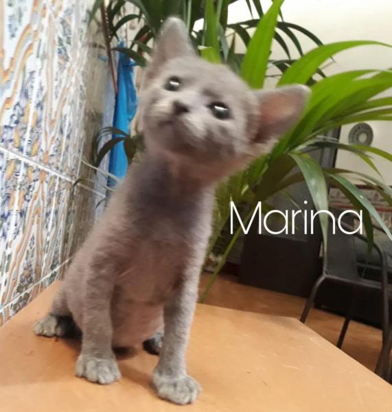 Maxcotea | Foto de Marina - Gato, Raza: Abisinio
 | Marina | Maxcotea, Adopción de mascotas. Adopción de perros. Adopción de gatos.