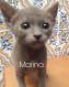 Maxcotea | Foto de Marina - Gato, Raza: Abisinio
 | Marina | Maxcotea, Adopción de mascotas. Adopción de perros. Adopción de gatos.