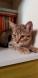 Maxcotea | Foto de Kimbo - Gato, Raza: Gato común europeo | 🌸Kimbo🌸 | Maxcotea, Adopción de mascotas. Adopción de perros. Adopción de gatos.