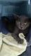 Maxcotea | Foto de Mística - Gato, Raza: Azul Ruso
 | 🌸Mistica🌸 | Maxcotea, Adopción de mascotas. Adopción de perros. Adopción de gatos.