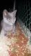Maxcotea | Foto de Mística - Gato, Raza: Azul Ruso
 | 🌸Mistica🌸 | Maxcotea, Adopción de mascotas. Adopción de perros. Adopción de gatos.