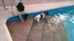 Maxcotea | Foto de TIKA - Perro, Raza: Bodeguero Andaluz
 | TIKA 2 | Maxcotea, Adopción de mascotas. Adopción de perros. Adopción de gatos.