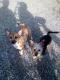 Maxcotea | Foto de LOLA - Perro, Raza: Chihuahua
 | LOLA-2019 | Maxcotea, Adopción de mascotas. Adopción de perros. Adopción de gatos.