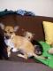 Maxcotea | Foto de LOLA - Perro, Raza: Chihuahua
 | LOLA-2019 | Maxcotea, Adopción de mascotas. Adopción de perros. Adopción de gatos.