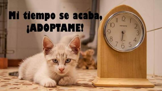Maxcotea | Foto de Flaca - Gato, Raza: Otro | Maxcotea, Adopción de mascotas. Adopción de perros. Adopción de gatos.