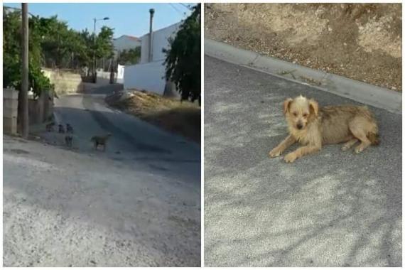 Maxcotea | Foto de Pelusa y sus 4 cachorros - Perro, Raza: Otro | Maxcotea, Adopción de mascotas. Adopción de perros. Adopción de gatos.
