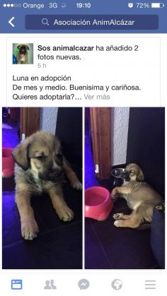 Maxcotea | Foto de Luna - Perro, Raza: Otro | Maxcotea, Adopción de mascotas. Adopción de perros. Adopción de gatos.