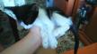 Maxcotea | Foto de Jhonny Depp - Gato, Raza: Abisinio
 | Jhonny Deep | Maxcotea, Adopción de mascotas. Adopción de perros. Adopción de gatos.